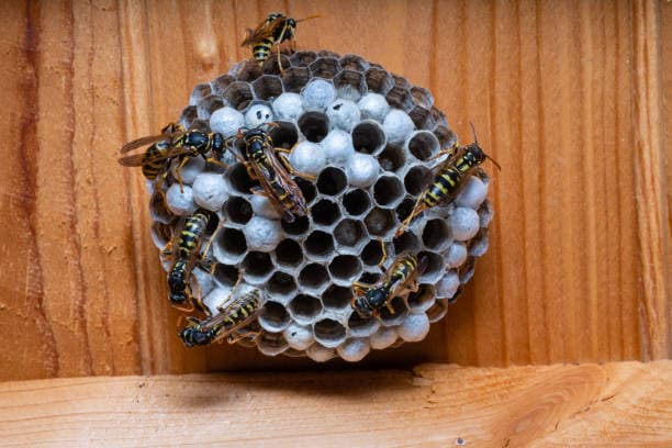 Wellness-Sauna mit Bienenstöcken für natürliche Entspannung und Erholung.