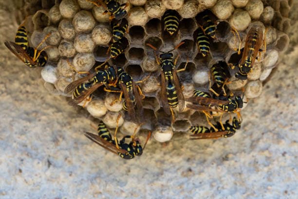 „Sauna mit Bienenstöcken für natürliche Entspannung und Wellness-Erlebnis.“