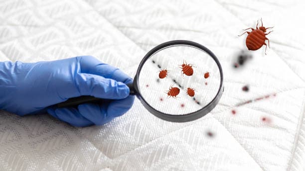 Effektive Behandlung gegen Bettwanzen in Potsdam für ein sauberes und sicheres Zuhause.