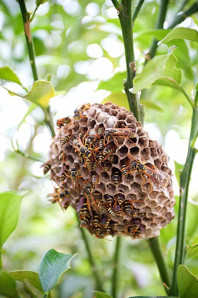 „Professionelle Entfernung von Insektennestern in Potsdam – schnell, sicher und zuverlässig für Haus und Garten