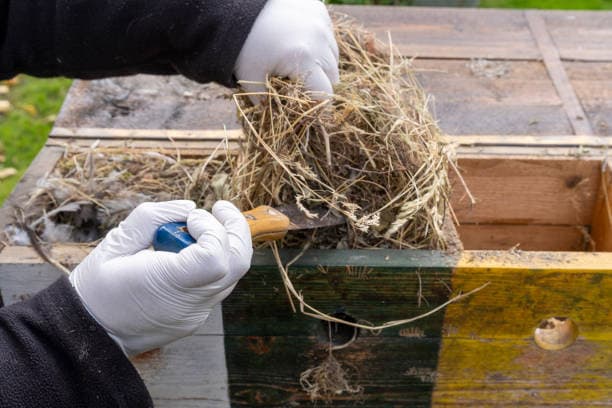 „Sichere Beseitigung von Vogelnestern an Berliner Gebäuden – schnell und professionell.“