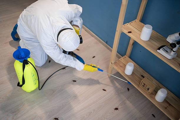 Schädlingsbekämpfer behandelt einen starken Insektenbefall in einer Wohnung in Potsdam professionell.