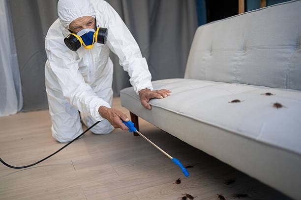 Schädlingsbekämpfer entfernt Bettwanzen in einer Berliner Wohnung professionell und nachhaltig.