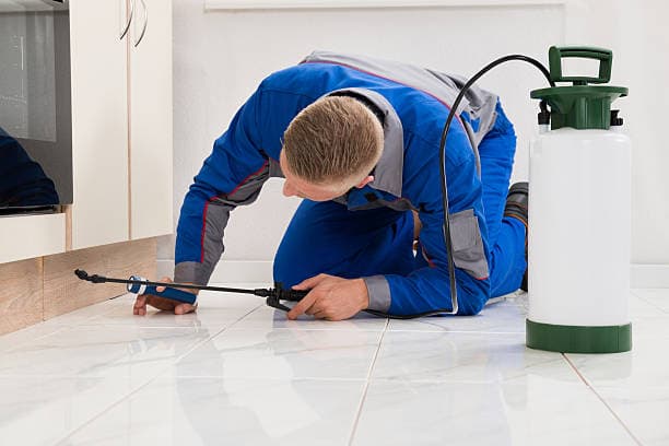 Professionelle Schädlingskontrolle in einem urbanen Umfeld zur Beseitigung von Nagetieren und zur Vorbeugung erneuter Befälle.