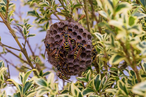 Sauna mit Bienenstöcken für Ruhe, Entspannung und natürliches Wohlbefinden